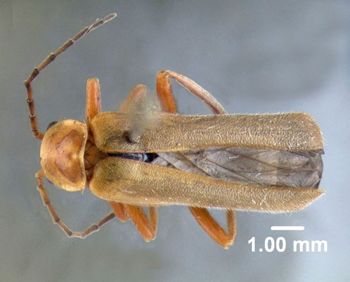 Media type: image;   Entomology 612552 Aspect: habitus dorsal view